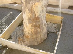 formigo_sesvies.jpg, 67 KB